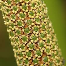 Attēlu rezultāti vaicājumam “Acorus calamus fruit”