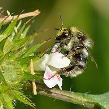 Attēlu rezultāti vaicājumam “Galeopsis tetrahit”