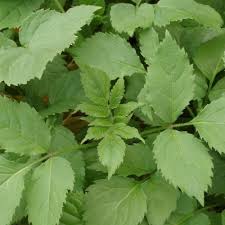 Attēlu rezultāti vaicājumam “Sambucus racemosa leaf”