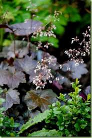Image result for HEUCHERA americana 'Palace Purple Auslese'