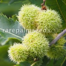 Attēlu rezultāti vaicājumam “Castanea sativa”