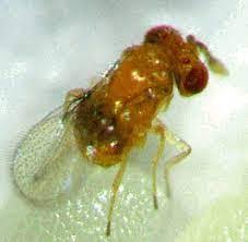 Attēlu rezultāti vaicājumam “Trichia flavicoma stalked”