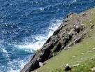 V3098 : Sheer Cliff Face off Dunmore Head. near to Dun Chaoin, Kerry, - via Daymix