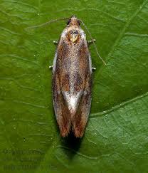 Attēlu rezultāti vaicājumam “Eulia ministrana”