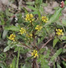 Attēlu rezultāti vaicājumam “Rorippa palustris leaf”