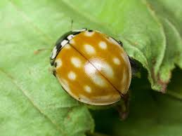 Attēlu rezultāti vaicājumam “Anatis ocellata”