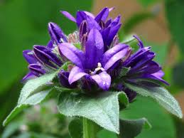 Attēlu rezultāti vaicājumam “Campanula glomerata leaf”