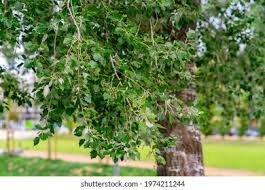 Attēlu rezultāti vaicājumam “Populus x canescens leaf”