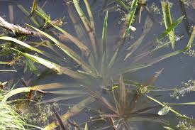 Attēlu rezultāti vaicājumam “Stratiotes aloides”