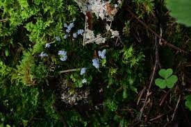 Attēlu rezultāti vaicājumam “Diderma globosum”