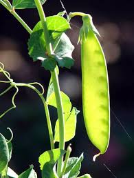 Attēlu rezultāti vaicājumam “Pisum sativum leaf”