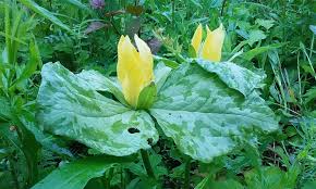 Attēlu rezultāti vaicājumam “Physarum luteolum sessile”