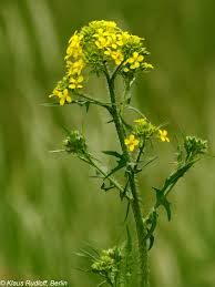 Attēlu rezultāti vaicājumam “Sisymbrium loeselii flower”