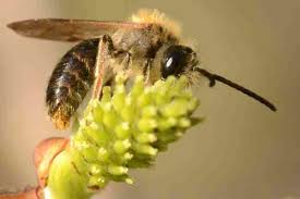 Attēlu rezultāti vaicājumam “Andrena haemorrhoa female”