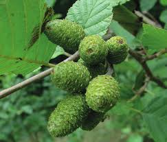Attēlu rezultāti vaicājumam “Alnus incana leaf”
