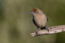 Attēlu rezultāti vaicājumam “Sylvia atricapilla”