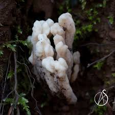 Attēlu rezultāti vaicājumam “Clavulina rugosa”