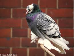 Attēlu rezultāti vaicājumam “Columba livia f. domestica”