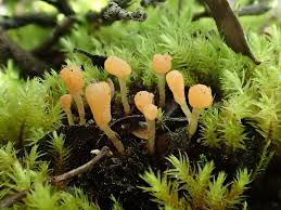 Attēlu rezultāti vaicājumam “Ionomidotis irregularis”