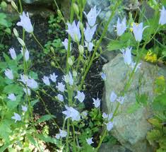Image result for Campanula rapunculus
