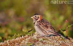 Image result for Calcarius lapponicus