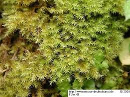 Attēlu rezultāti vaicājumam “Campyliadelphus elodes”