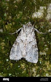 Attēlu rezultāti vaicājumam “Polia nebulosa”