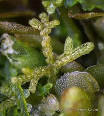 Attēlu rezultāti vaicājumam “Kurzia pauciflora”