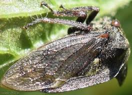 Attēlu rezultāti vaicājumam “Centrotus cornutus”