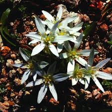 Attēlu rezultāti vaicājumam “Limosella aquatica flower”