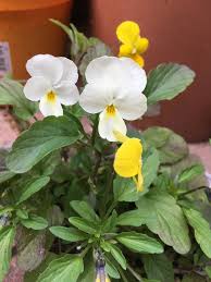 Attēlu rezultāti vaicājumam “Viola tricolor leaf”