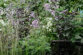 Attēlu rezultāti vaicājumam “Thalictrum”