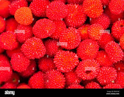 Attēlu rezultāti vaicājumam “Rubus illecebrosus fruit”