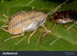 Attēlu rezultāti vaicājumam “Blattoptera”