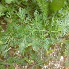 Attēlu rezultāti vaicājumam “Selinum carvifolia fruit”