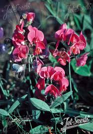 Attēlu rezultāti vaicājumam “Lathyrus latifolius fruit”