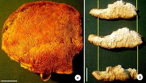 Attēlu rezultāti vaicājumam “Trametes suaveolens”