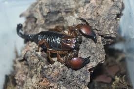 Attēlu rezultāti vaicājumam “Laccognathus panderi”