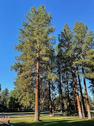 Attēlu rezultāti vaicājumam “Pinus ponderosa”