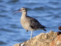 Attēlu rezultāti vaicājumam “Numenius phaeopus adult”