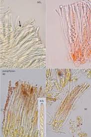 Attēlu rezultāti vaicājumam “Coenogonium pineti”