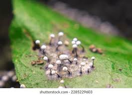 Attēlu rezultāti vaicājumam “Physarum leucophaeum macro”