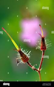 Attēlu rezultāti vaicājumam “Geranium robertianum fruit”