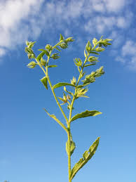 Attēlu rezultāti vaicājumam “Anchusa arvensis leaf”