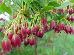 Attēlu rezultāti vaicājumam “Enkianthus campanulatus”