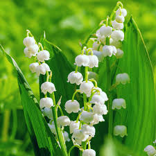 Attēlu rezultāti vaicājumam “Convallaria majalis flower”