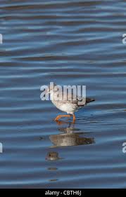 Attēlu rezultāti vaicājumam “Tringa totanus adult”