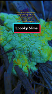 Attēlu rezultāti vaicājumam “Brefeldia maxima plasmodium”