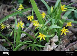 Attēlu rezultāti vaicājumam “Gagea lutea”