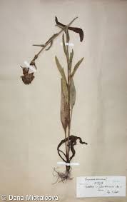 Attēlu rezultāti vaicājumam “Campanula cervicaria flower”